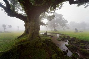 The Misty Magic of Fanal in Madeira by Roy Poots