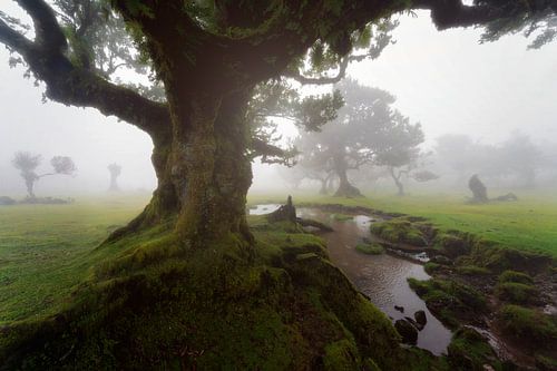 The Misty Magic of Fanal in Madeira