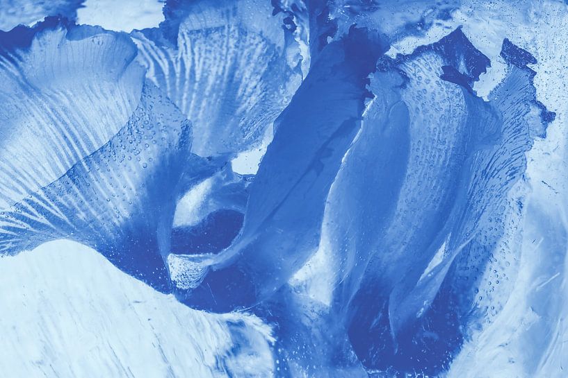 Alpenveilchen in Blau von Marc Heiligenstein