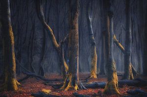 Dancers of the night by Rob Visser