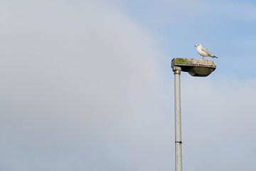 Seagull on a street lamp by Heiko Kueverling