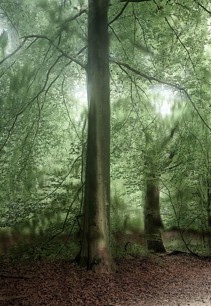 Wolfhezerheide part 126 by Tania Perneel