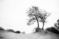 High key dune and tree