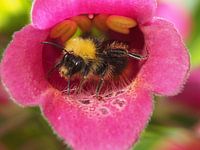Hommel 3