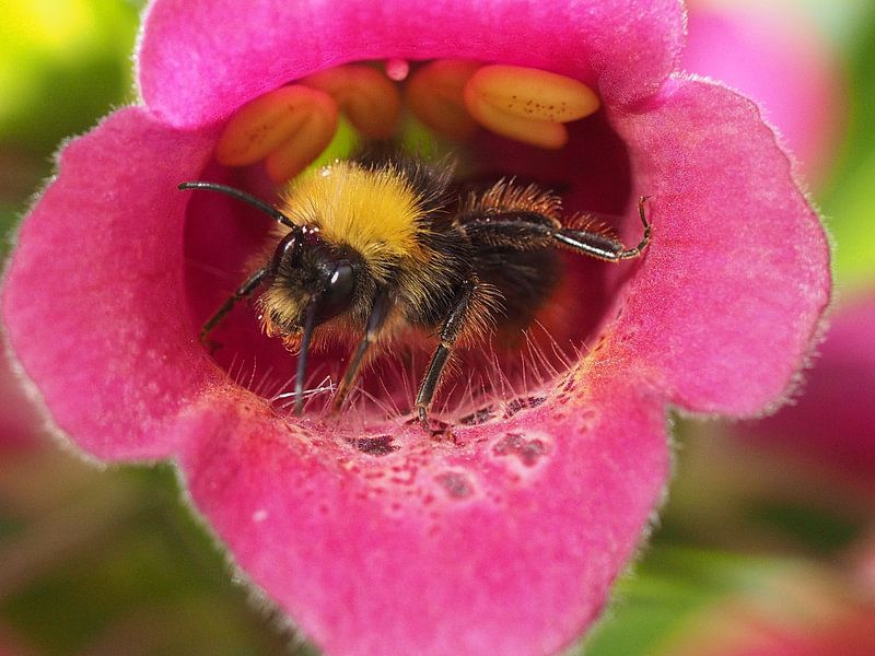 Hommel 3 by Christel Loman