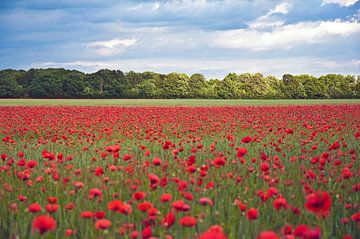 Bright red poppy field in Barnim 