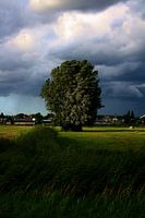 Unshakably menacing tree