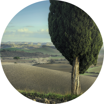 Cipressen en pijnbomen op de heuvels van de Crete Senesi. Toscane