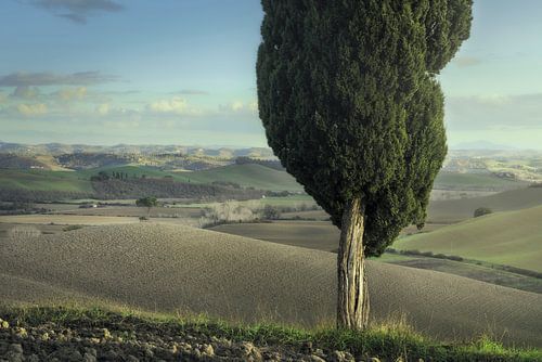 Cipressen en pijnbomen op de heuvels van de Crete Senesi. Toscane