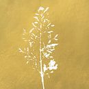Wit gras op gouden achtergrond. Botanische kunst van Dina Dankers thumbnail