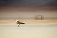 Une mouette à Ostende par Rik Verslype Aperçu