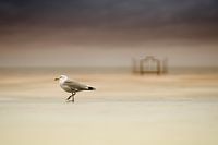 Eine Möwe in Ostende