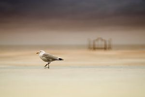 Eine Möwe in Ostende