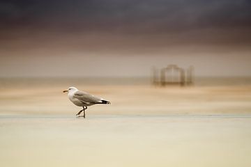 Eine Möwe in Ostende