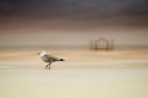 A seagull in Ostend by Rik Verslype