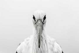 Stork by Poster Art Shop