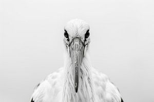 Storch