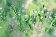 Bokeh by dew/rain drops in the grass by Jaike Reinders thumbnail