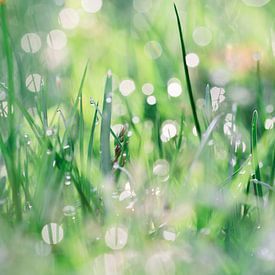 Bokeh durch Tau/Regentropfen im Gras von Jaike Reinders