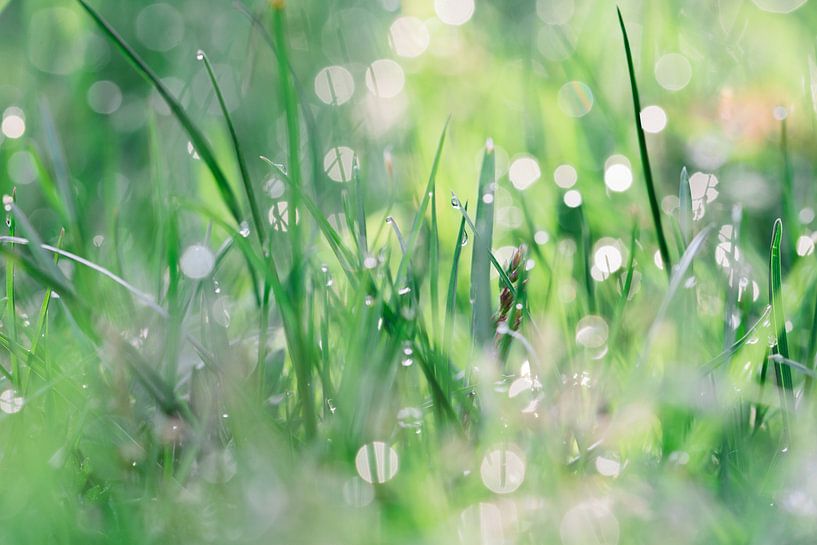 Bokeh by dew/rain drops in the grass by Jaike Reinders