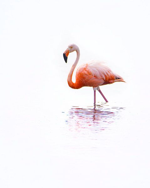 Eine rosa Wolke auf Bonaire von Ton van Buuren
