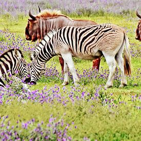 deux zèbres et deux gnous dans une prairie de fleurs bleues sur Werner Lehmann