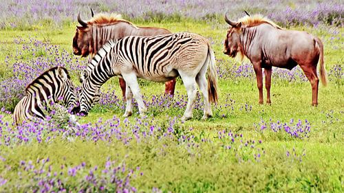 deux zèbres et deux gnous dans une prairie de fleurs bleues