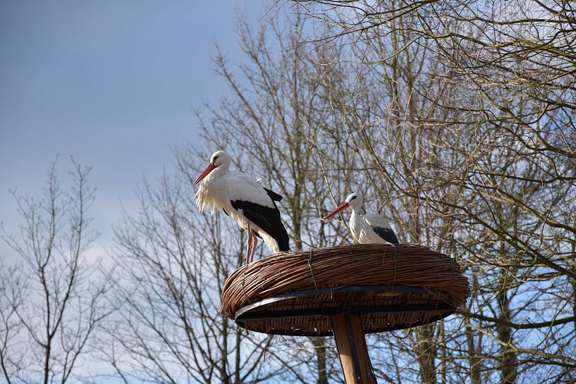 Genießender Storch mit Freund von Stacy Slotboom