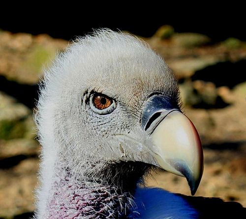 Portrait Vulture.