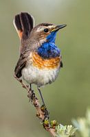 Blauwborst
