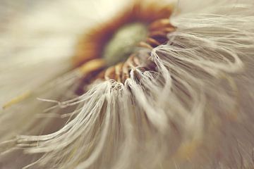 Dandelion close-up by Julia Delgado