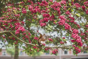 Majestätisches rotes Eichhörnchen inmitten von Blumenpracht: Ein Meisterwerk des Frühlings