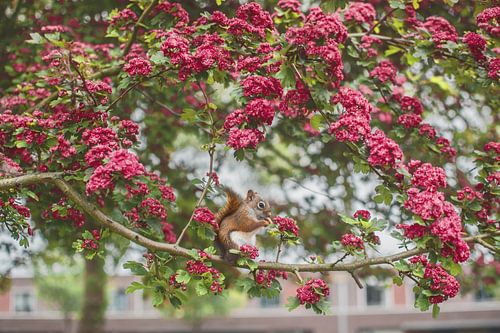 Majestueux écureuil rouge au milieu de la splendeur florale : un chef-d'œuvre du printemps