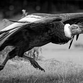 Andenkondor vertrek van Detlef Schöler Fotografie