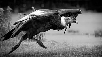 Départ du condor des Andes sur Detlef Schöler Fotografie