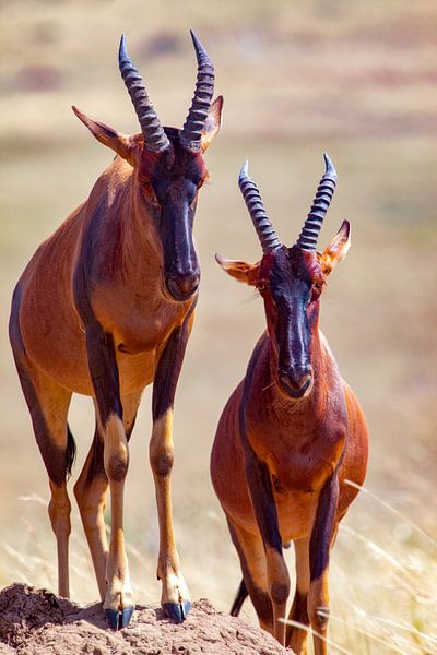 Topis by Peter Michel