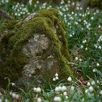 Sneeuwvlok bloemen in de weiden