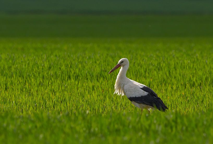 Stork in the backlight by UMWELTBILD Kurt Möbus