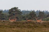 Edelherten op de heide bij Uddel van Evert Jan Kip thumbnail