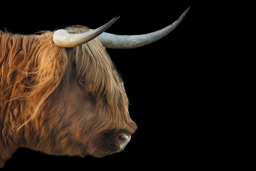 Highlander écossais par Menno Schaefer