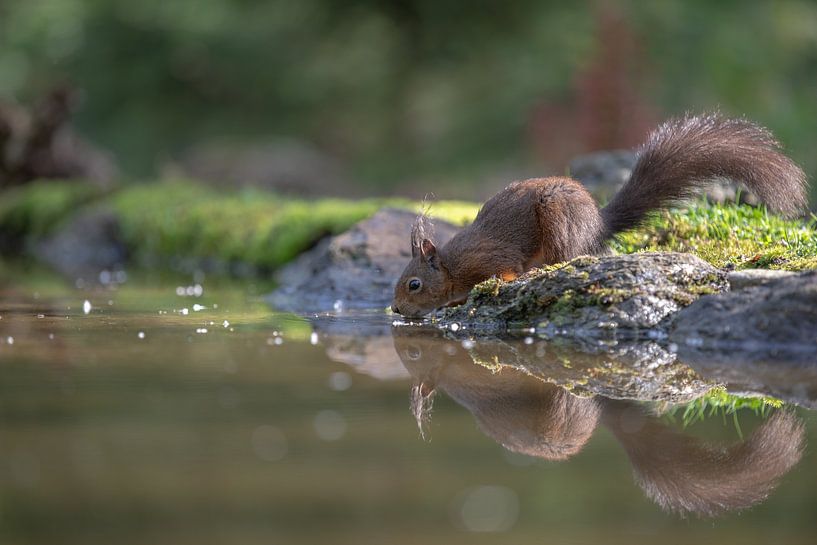 Squirrel sees mirror image by Karin van Rooijen Fotografie