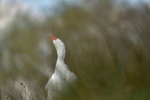 Verlegen gans. van Francis Dost