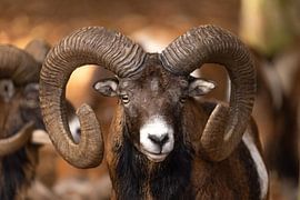 Mouflon (Ovis orientalis)