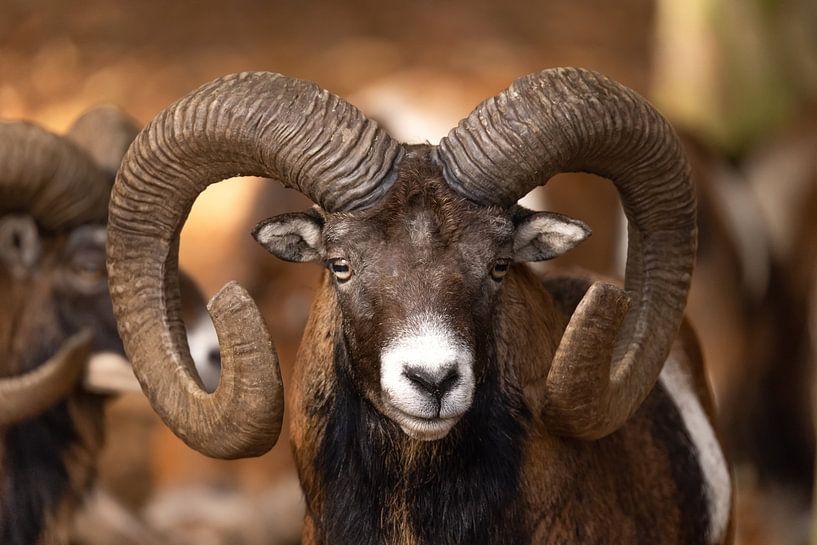 Mouflon (Ovis orientalis) by Gert Hilbink