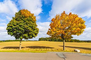 Herbstlich gefärbte Bäume und Straße im Herbst nahe Groß Gö