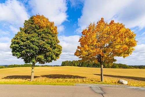 Herfstkleurige bomen en weg in de herfst bij Groß Gö