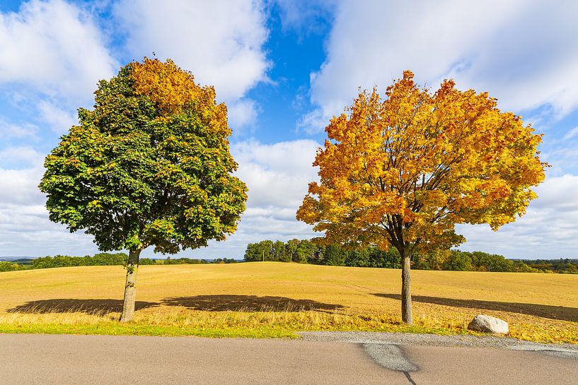Herbstlich gefärbte Bäume und Straße im Herbst nahe Groß Gö von Rico Ködder