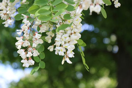 Witte Wisteria bloesem in de lente