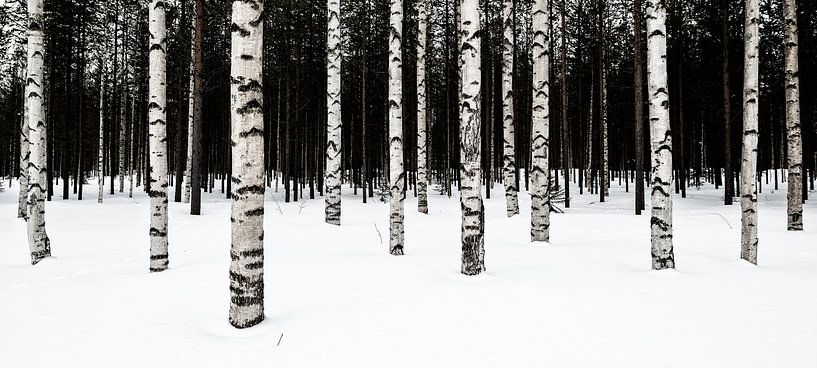 Birch forest by Denis Feiner