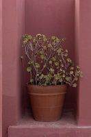 Nature morte d'une plante grasse dans un pot en terre cuite